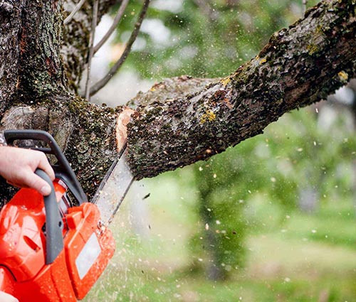 Esteban R Landscaping